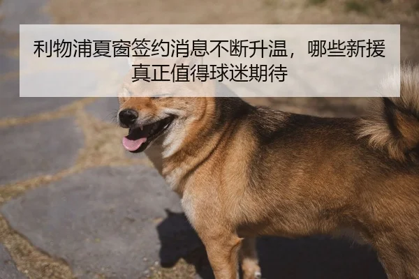 利物浦夏窗签约消息不断升温，哪些新援真正值得球迷期待（DouYu）